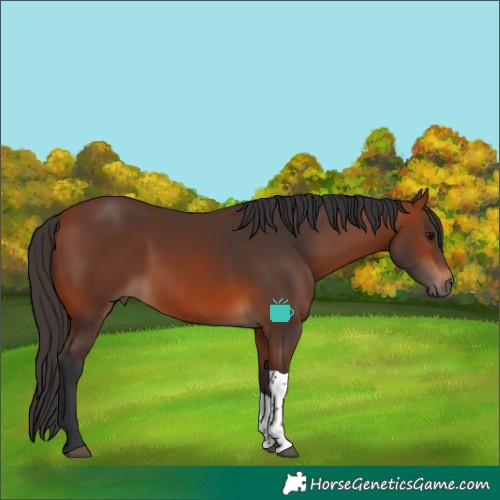 Horse Color:Bay Tobiano 