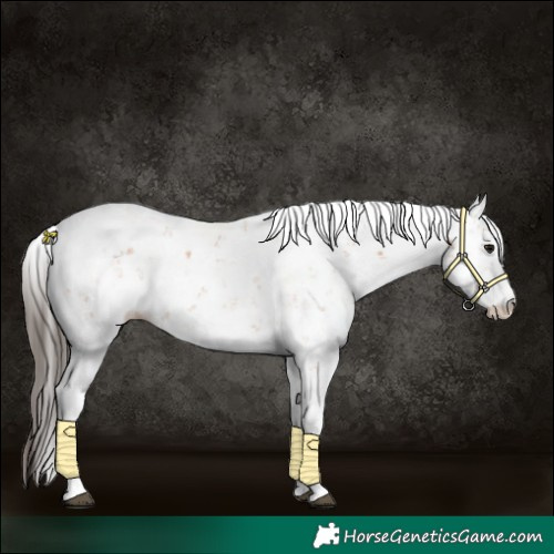 Horse Color:Bay Sabino 
