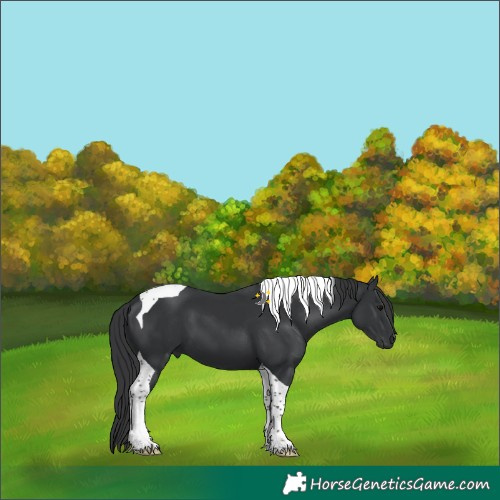 Horse Color:Black Tobiano