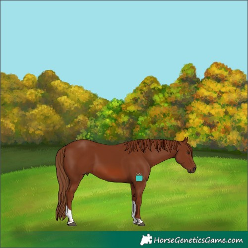 Horse Color:Chestnut Tobiano 