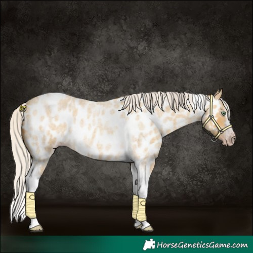 Horse Color:Gray Silver Amber Cream Champagne Roan Dun Splash Tobiano Frame Near Leopard Rabicano