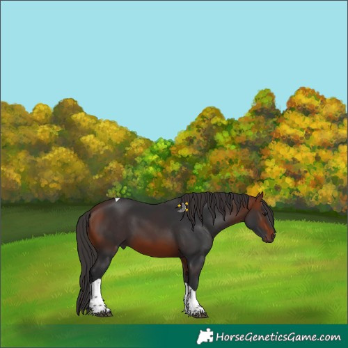 Horse Color:Bay Tobiano 