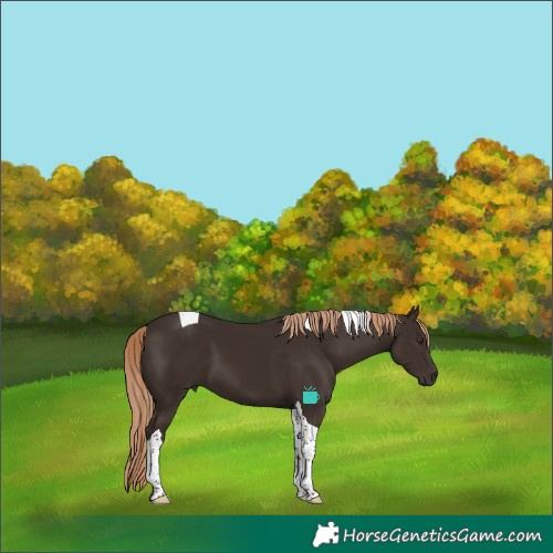 Horse Color:Liver Chestnut Tobiano 