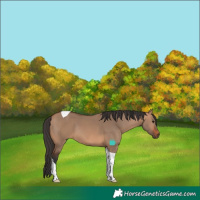 Horse Color:Bay Dun Tobiano