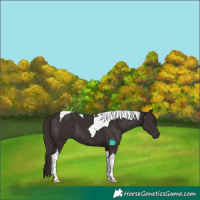 Horse Color:Liver Chestnut Tobiano 