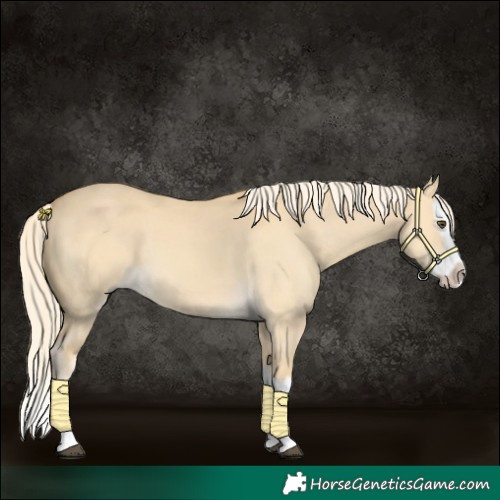 Horse Color:Palomino Dun Splash 