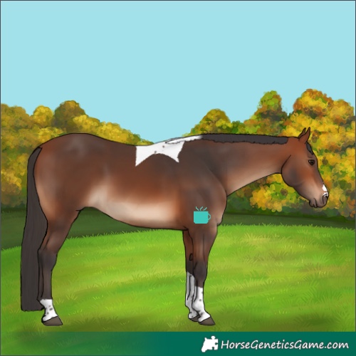Horse Color:Bay Tobiano