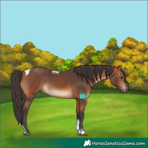 Horse Color:Bay Tobiano 