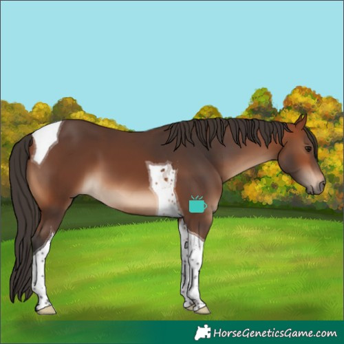 Horse Color:Bay Tobiano 