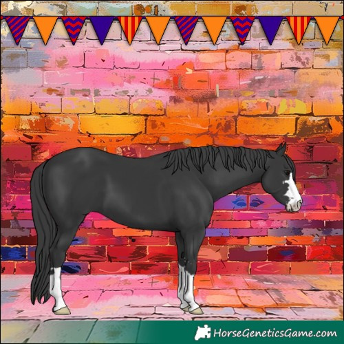 Horse Color:Black 