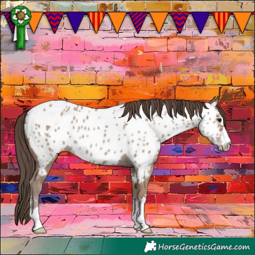 Horse Color:Classic Champagne Appaloosa 