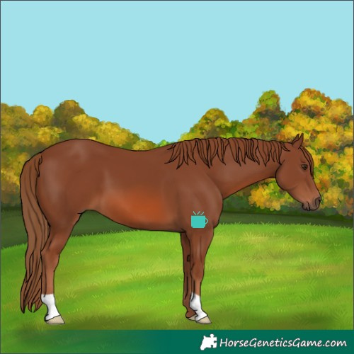 Horse Color:Chestnut 