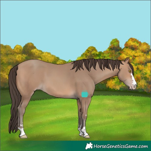 Horse Color:Sable Champagne 