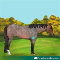 Horse Color:Bay Roan