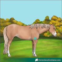 Horse Color:Gold Champagne 