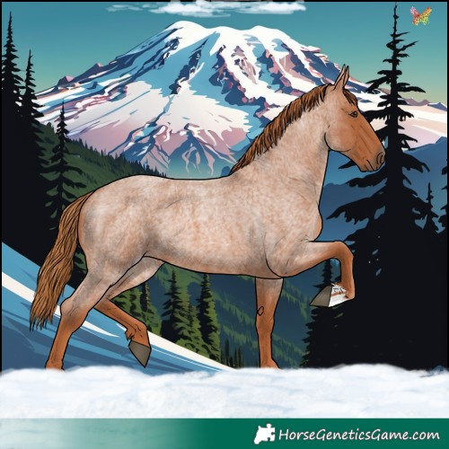 Horse Color:Red Roan