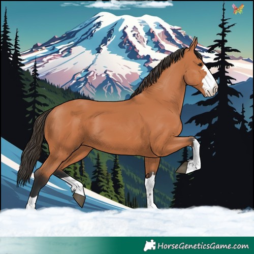 Horse Color:Bay 