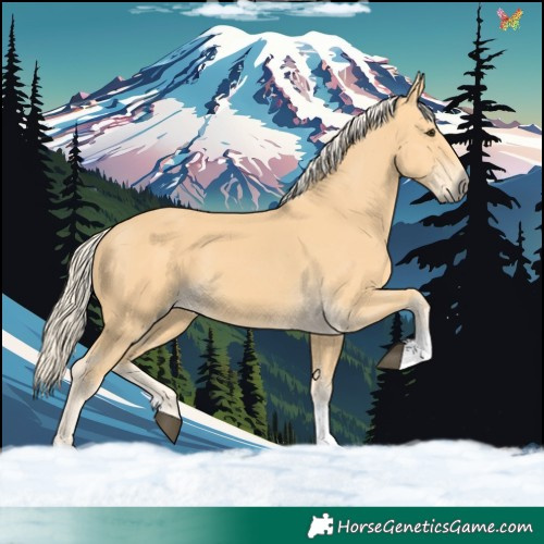 Horse Color:Palomino 