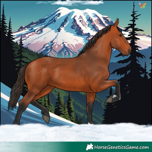 Horse Color:Bay 