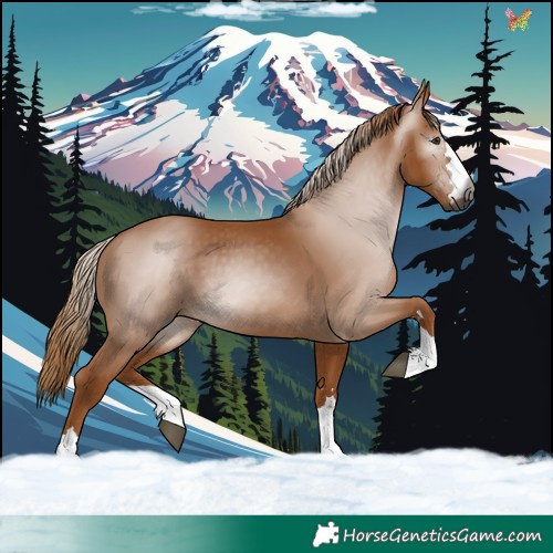 Horse Color:Gray Chestnut 