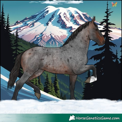 Horse Color:Brown Roan