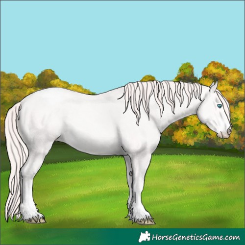 Horse Color:White Spotted Perlino Appaloosa
