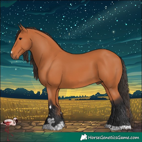 Horse Color:Bay 
