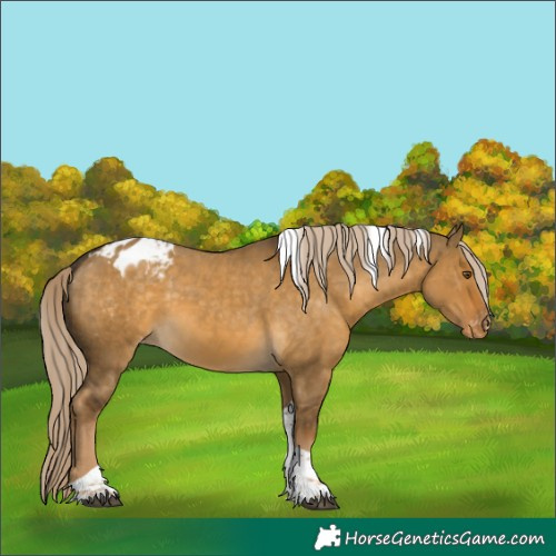 Horse Color:Chocolate Palomino Dun Mushroom Tobiano Appaloosa Rabicano 