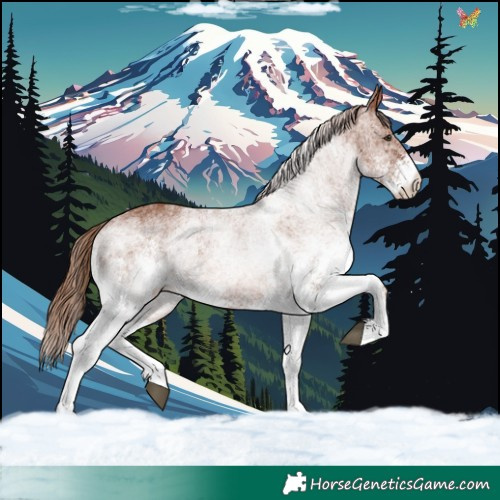 Horse Color:White Spotted Chestnut 