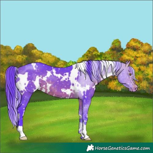 Horse Color:Watercolor White Spotted Brown Appaloosa