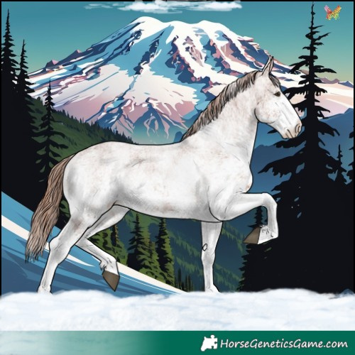 Horse Color:White Spotted Chestnut 