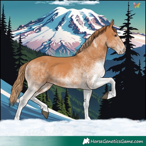 Horse Color:White Spotted Chestnut
