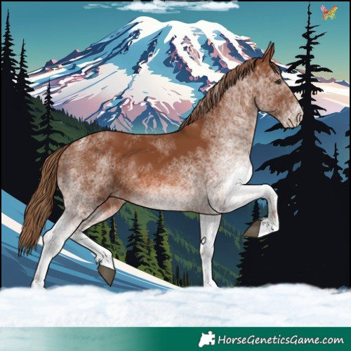 Horse Color:White Spotted Chestnut 