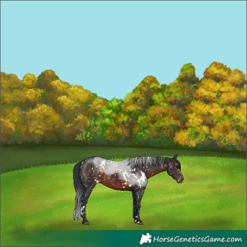 Horse Color:White Spotted Brown Appaloosa