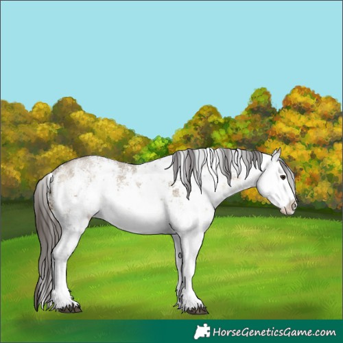 Horse Color:White Spotted Buckskin Dun Sabino 