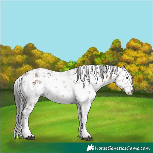 Horse Color:White Spotted Brown Dun Sabino 