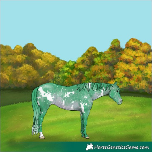 Horse Color:Watercolor White Spotted Brown Appaloosa 