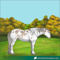 Horse Color:Liver Red Dun Mushroom Splash Tobiano Appaloosa