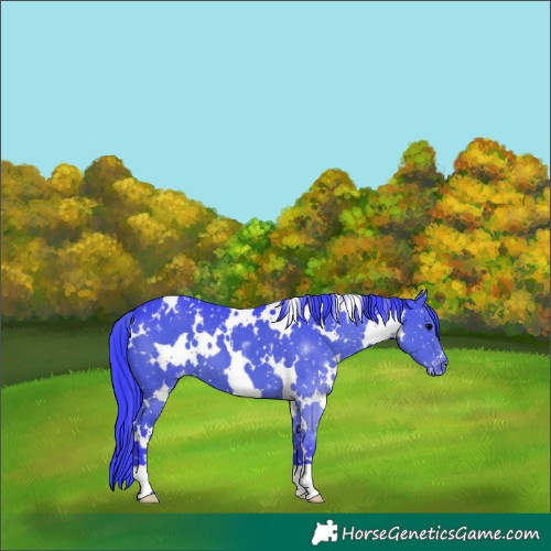 Horse Color:Watercolor White Spotted Black Appaloosa 