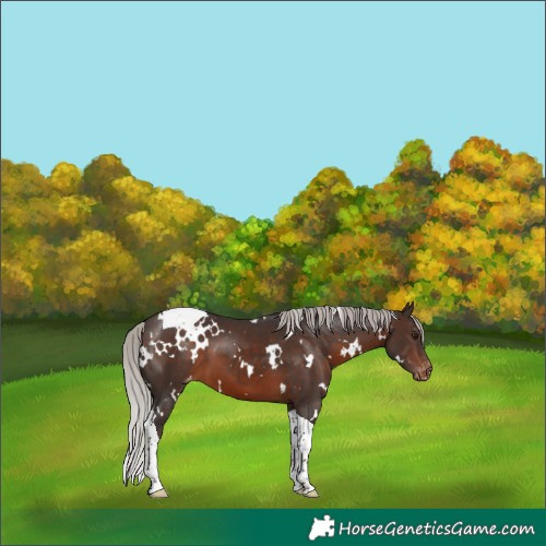 Horse Color:White Spotted Silver Brown Tobiano Appaloosa 