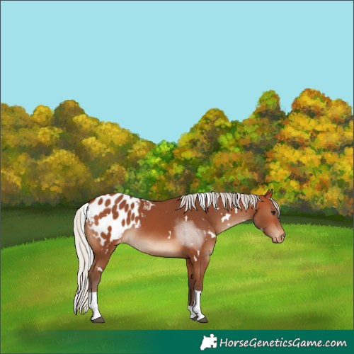 Horse Color:White Spotted Silver Bay Tobiano Appaloosa