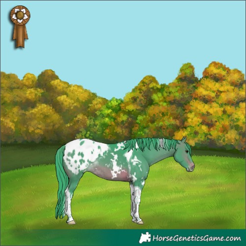 Horse Color:Watercolor White Spotted Brown Tobiano Appaloosa