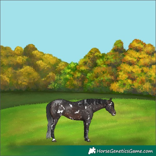 Horse Color:White Spotted Brown Appaloosa 