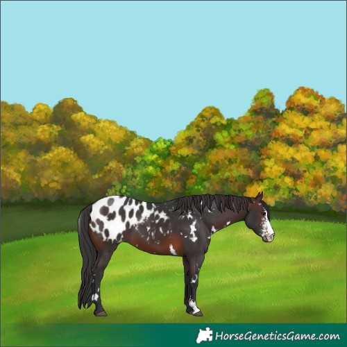 Horse Color:White Spotted Brown Sabino Appaloosa 