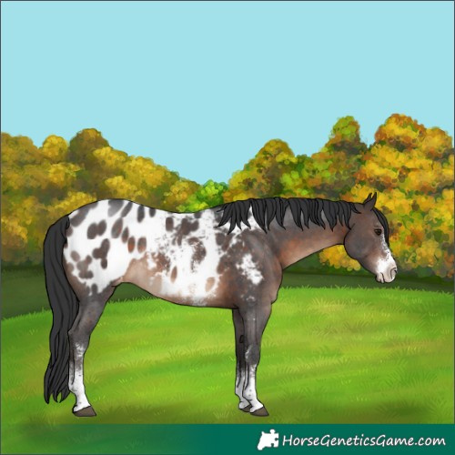 Horse Color:Brown Sabino Appaloosa Rabicano
