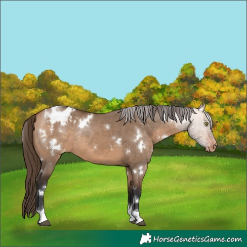Horse Color:White Spotted Bay Dun Tobiano Appaloosa Rabicano 