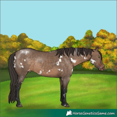 Horse Color:White Spotted Brown Dun Appaloosa Rabicano 