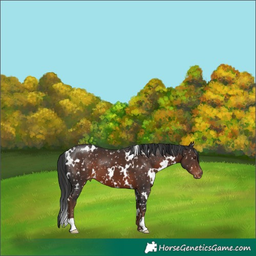 Horse Color:White Spotted Liver Chestnut Appaloosa 