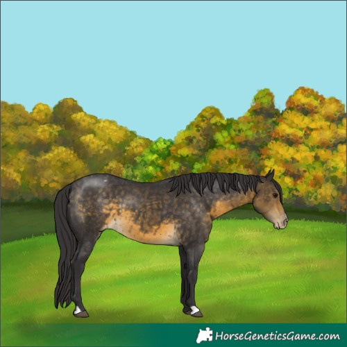 Horse Color:Buckskin Appaloosa 