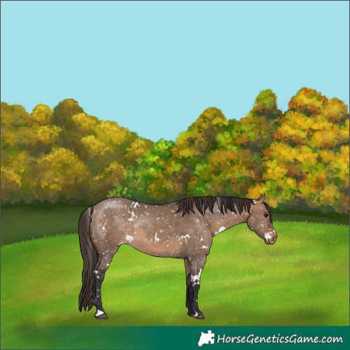 Horse Color:White Spotted Bay Dun Appaloosa 
